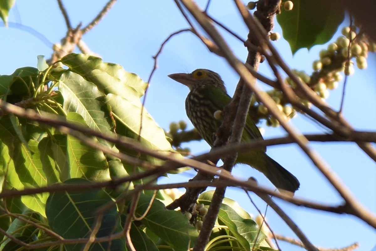 シロボシオオゴシキドリ - ML645060775