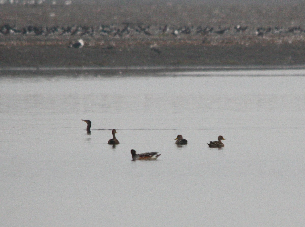 gulnebbstjertand - ML645060777