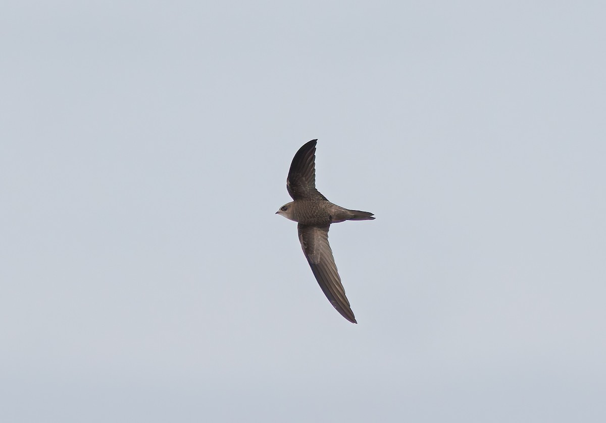 rorýs šedohnědý - ML645060779