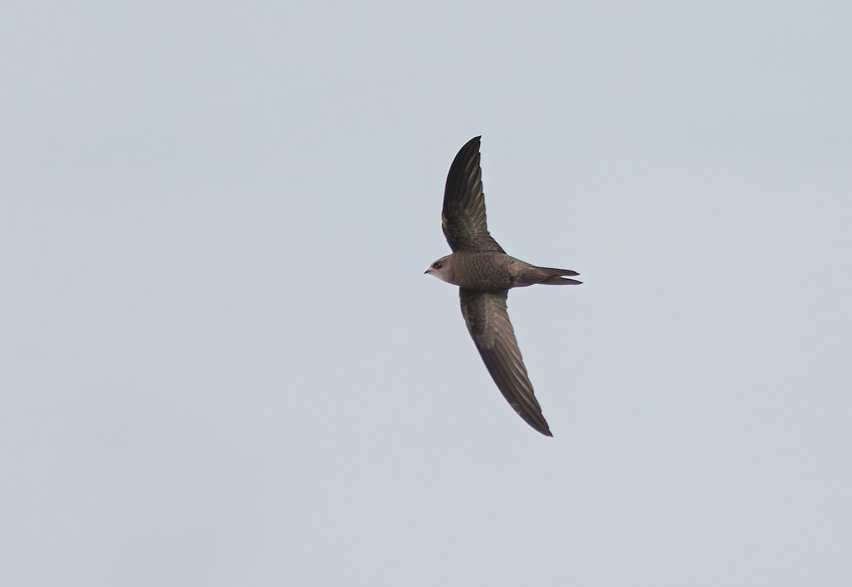 rorýs šedohnědý - ML645060780