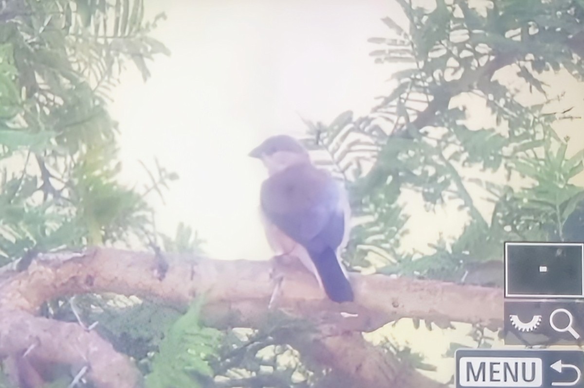 Black-rumped Waxbill - ML645060786