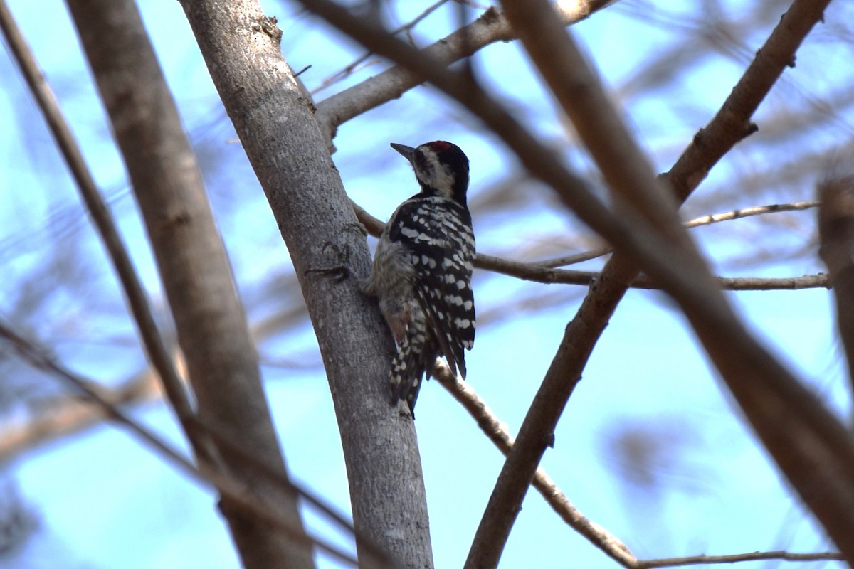 Freckle-breasted Woodpecker - ML645060795