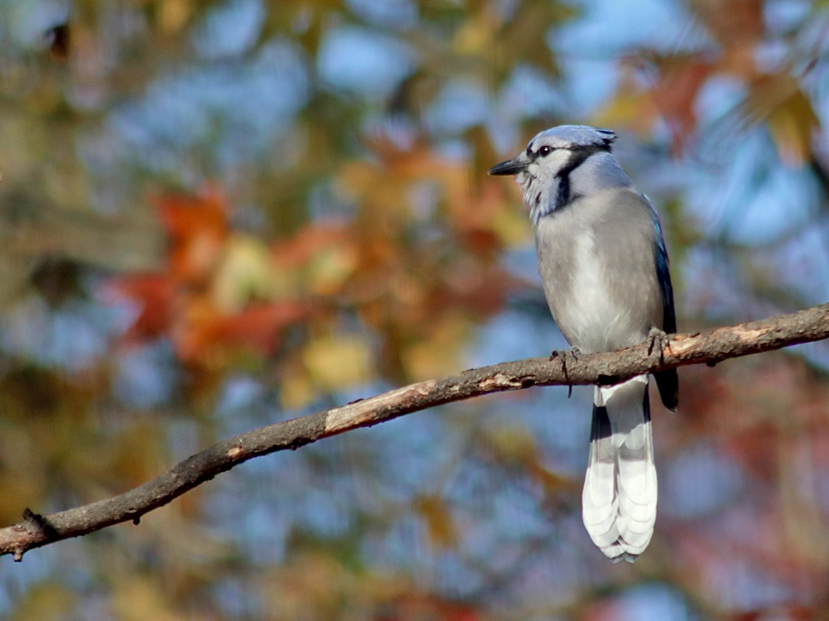 Blue Jay - ML645060802