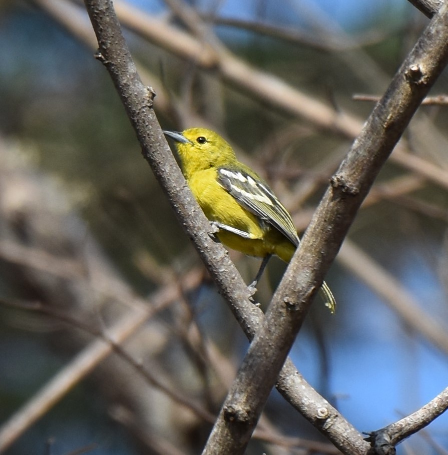 Common Iora - ML645060822