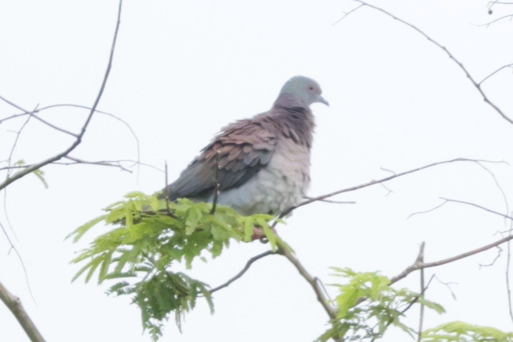 Pale-vented Pigeon - ML645060829