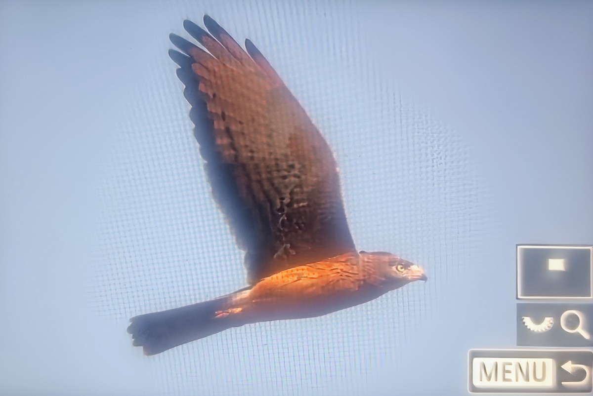 Grasshopper Buzzard - ML645060841