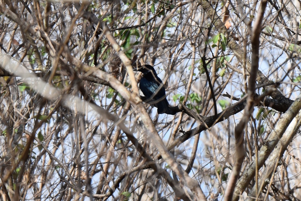 Hair-crested Drongo - ML645060845