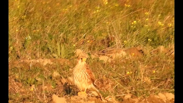 Kerkenez - ML645060848