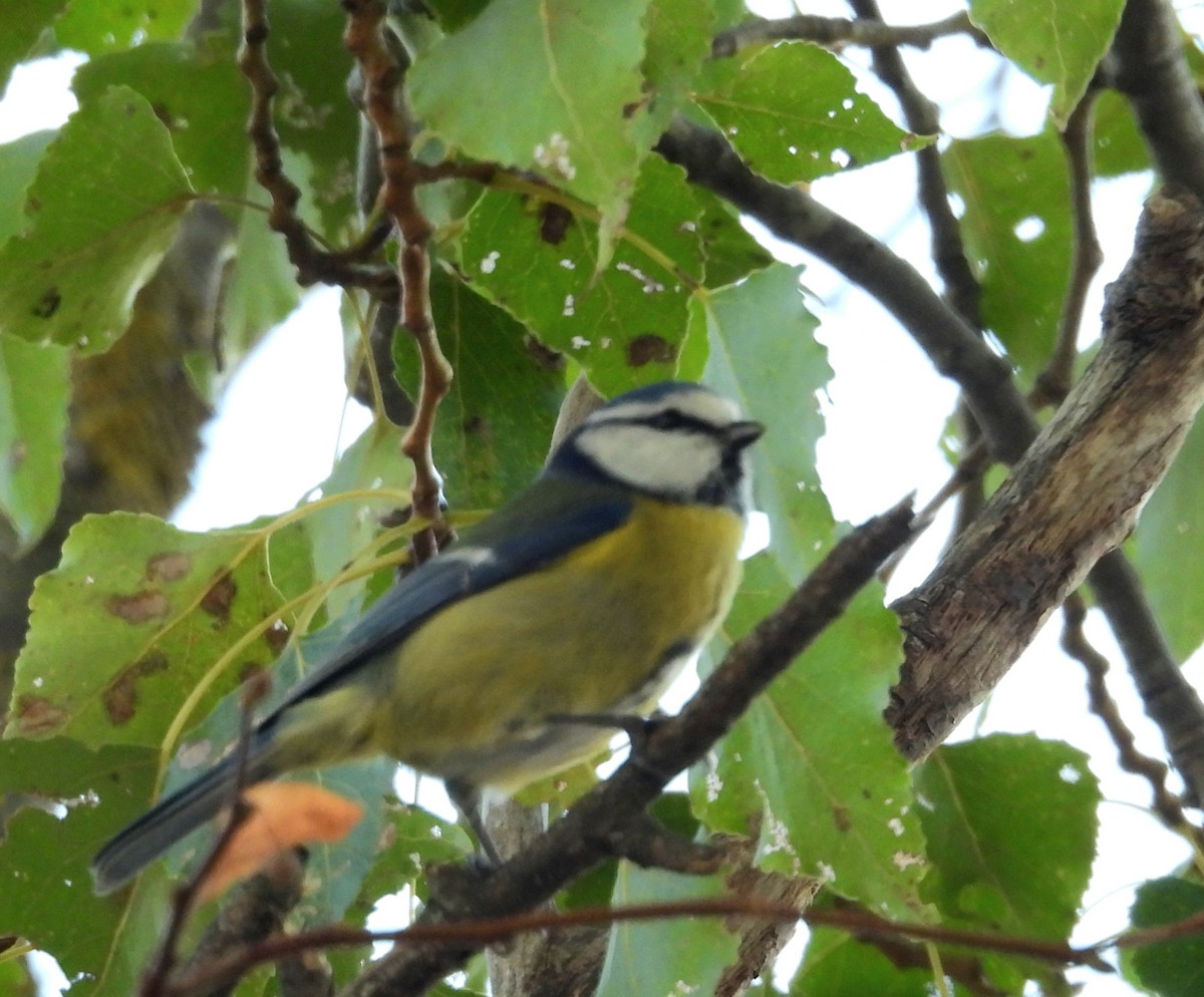 Eurasian Blue Tit - ML645060870