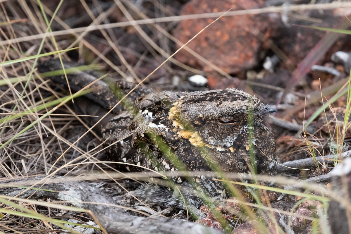 Sombre Nightjar - ML645060878