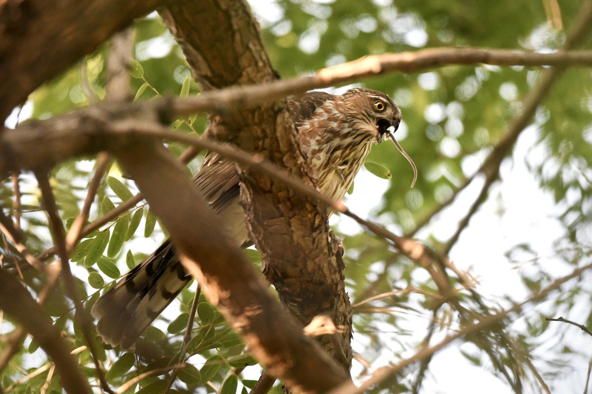 Sharp-shinned Hawk - ML645060884