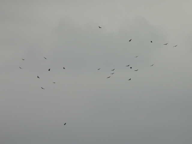 Black Vulture - ML645060886