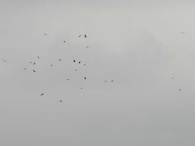 Black Vulture - ML645060887