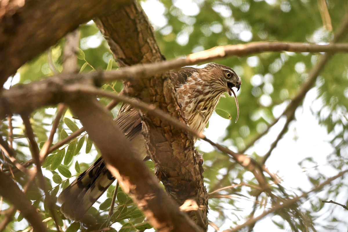 Sharp-shinned Hawk - ML645060888