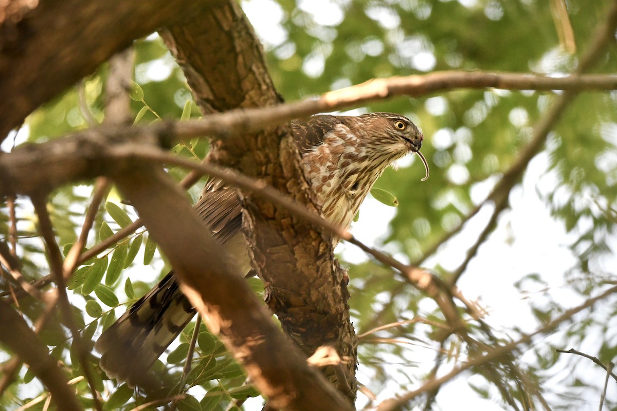 Sharp-shinned Hawk - ML645060890