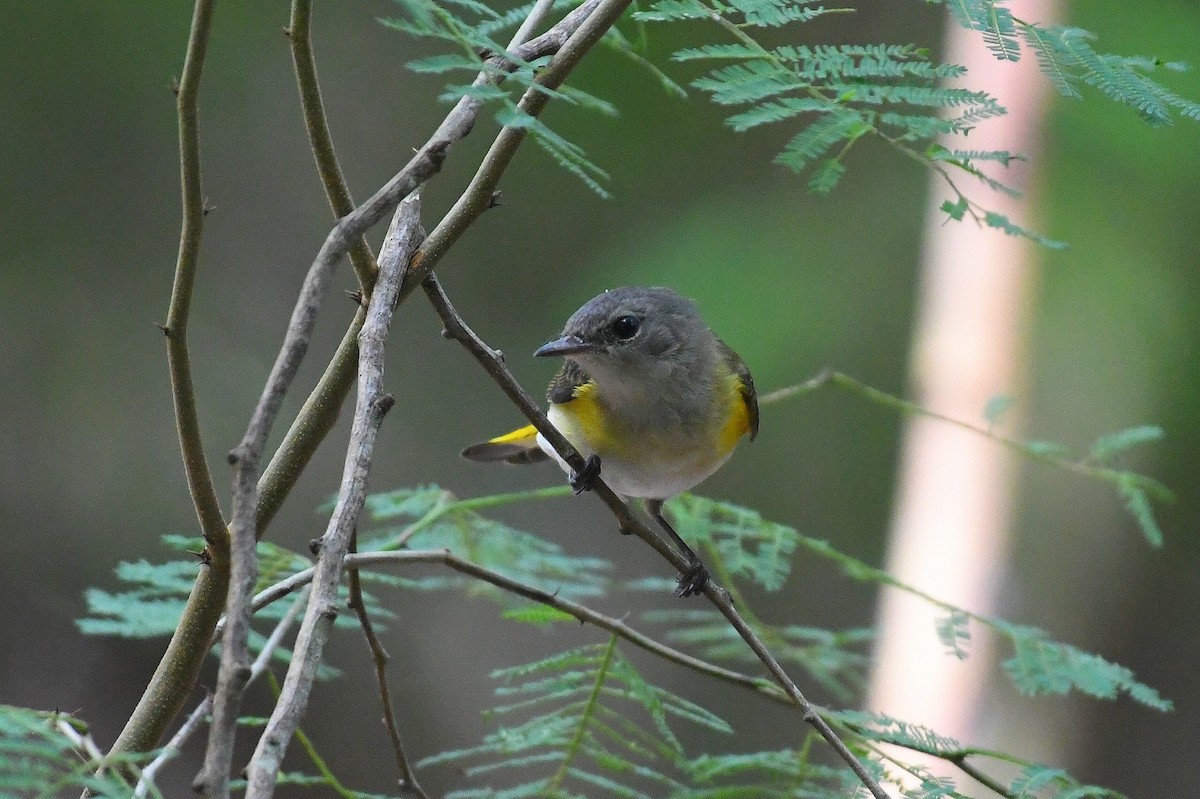 Горихвостковая древесница - ML645060902