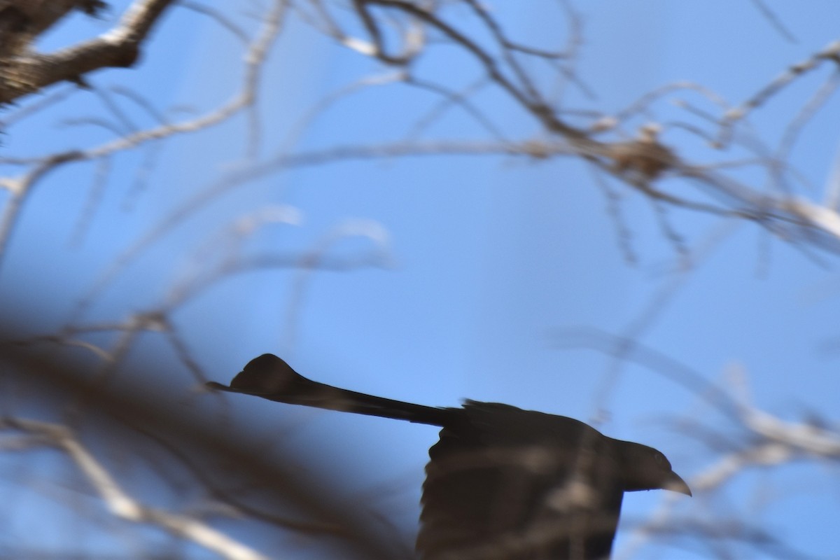 Racket-tailed Treepie - ML645060924