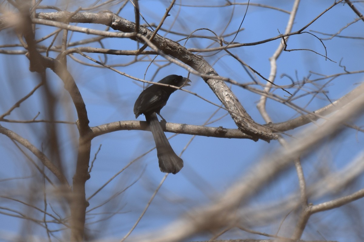 Racket-tailed Treepie - ML645060927