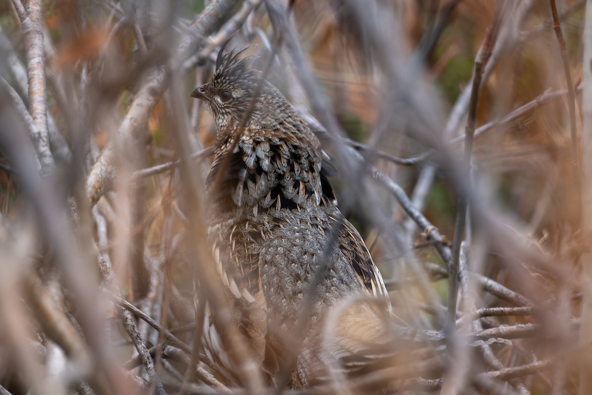 jeřábek kanadský - ML645060928