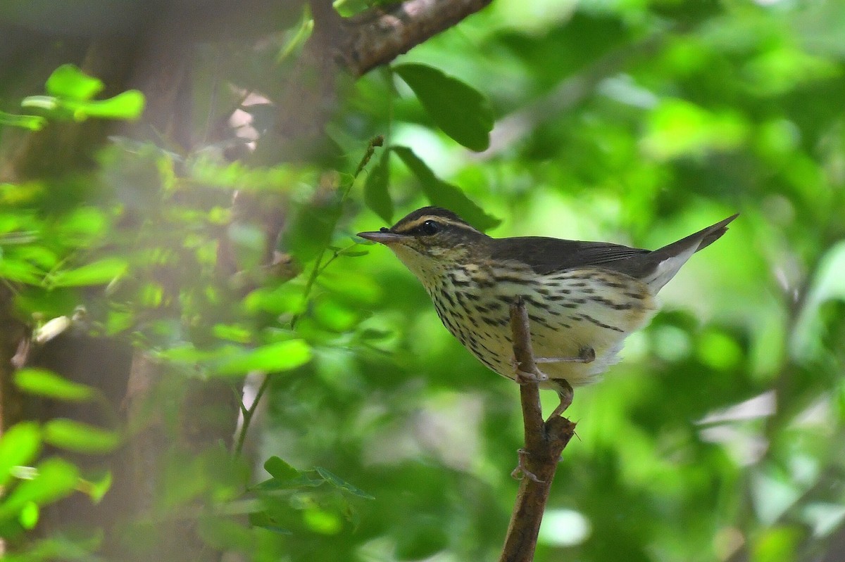 Northern Waterthrush - ML645060934