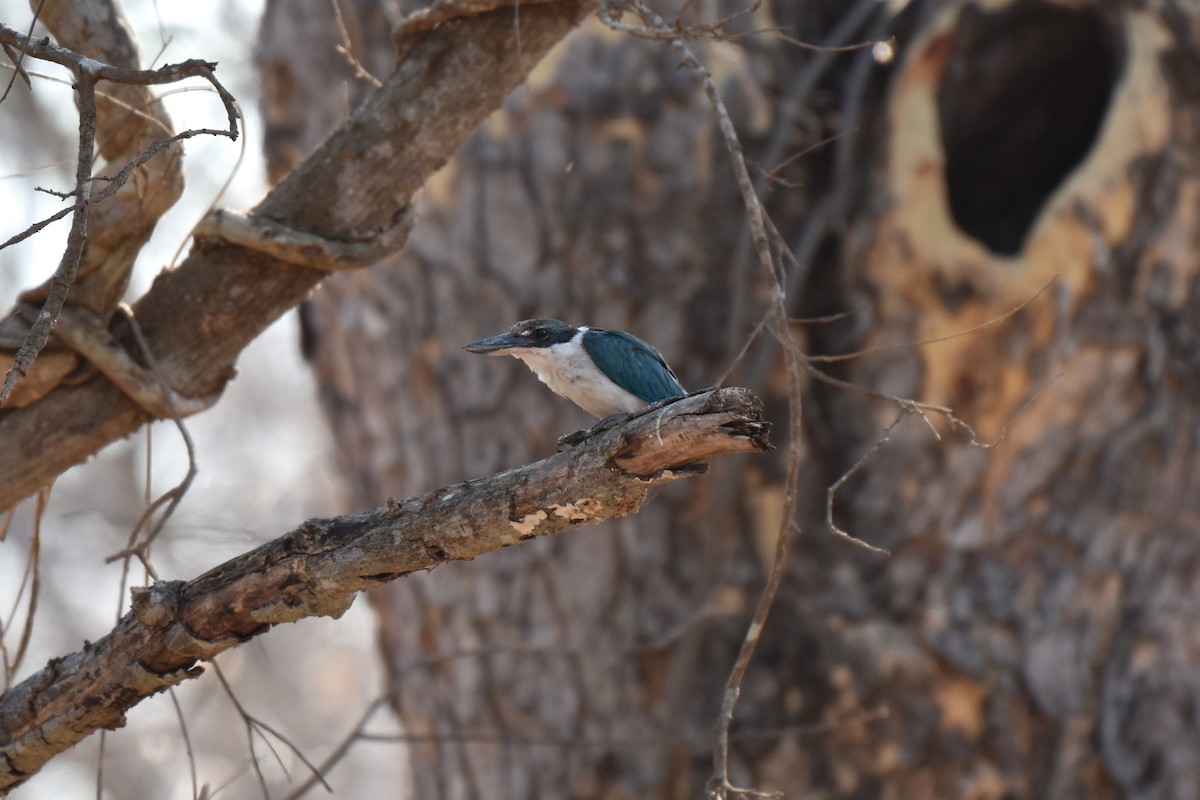 Collared Kingfisher (Collared) - ML645060960