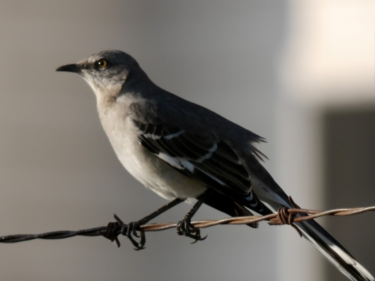 Northern Mockingbird - ML645060976