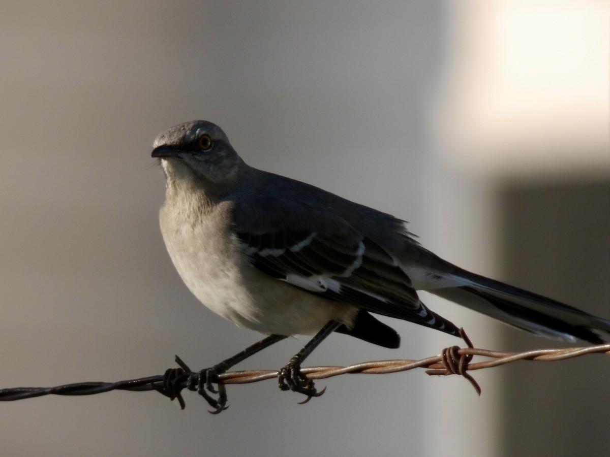Northern Mockingbird - ML645060977