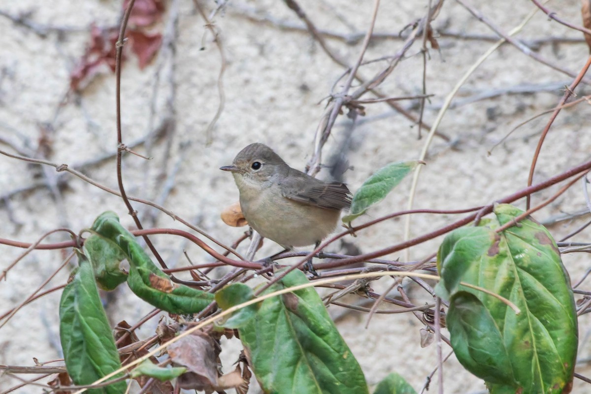 Red-breasted Flycatcher - ML645060978