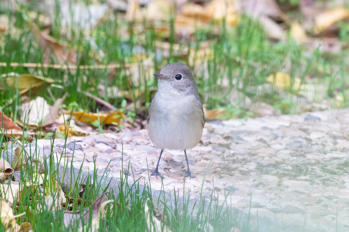 Red-breasted Flycatcher - ML645060979