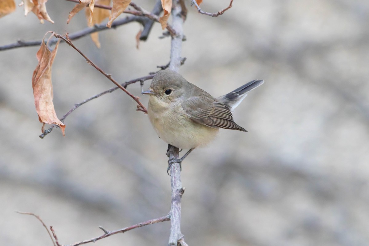 Red-breasted Flycatcher - ML645060980