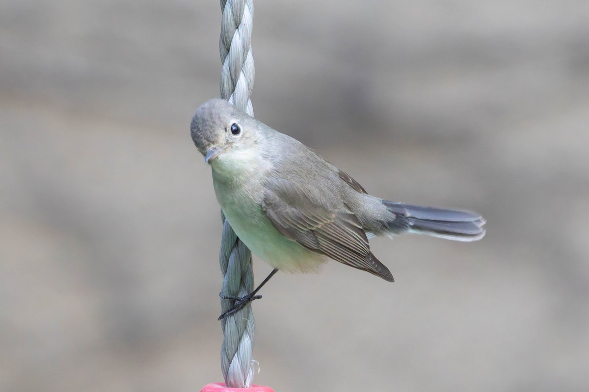 Red-breasted Flycatcher - ML645060981
