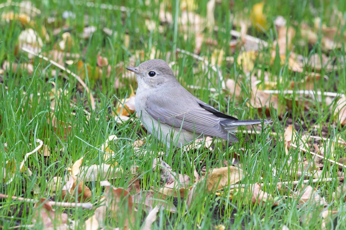 Red-breasted Flycatcher - ML645060982