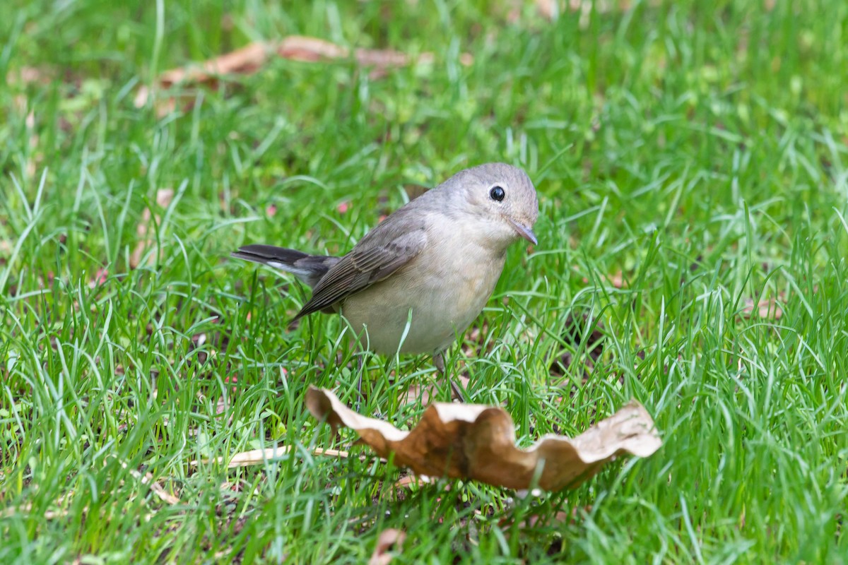 Red-breasted Flycatcher - ML645060984