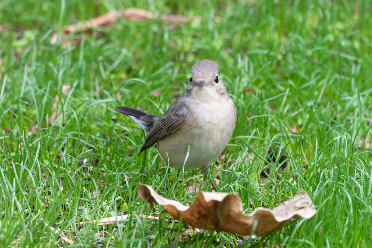 Red-breasted Flycatcher - ML645060985