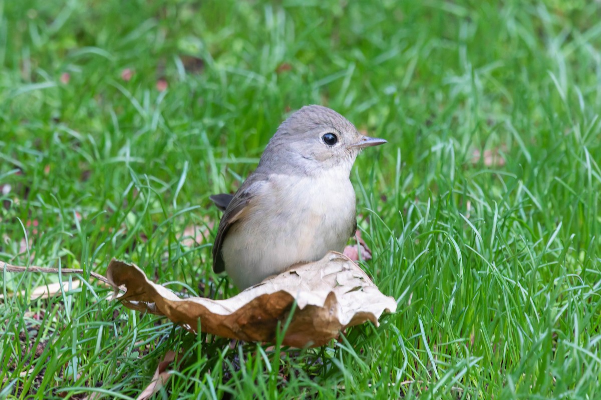 Red-breasted Flycatcher - ML645060986