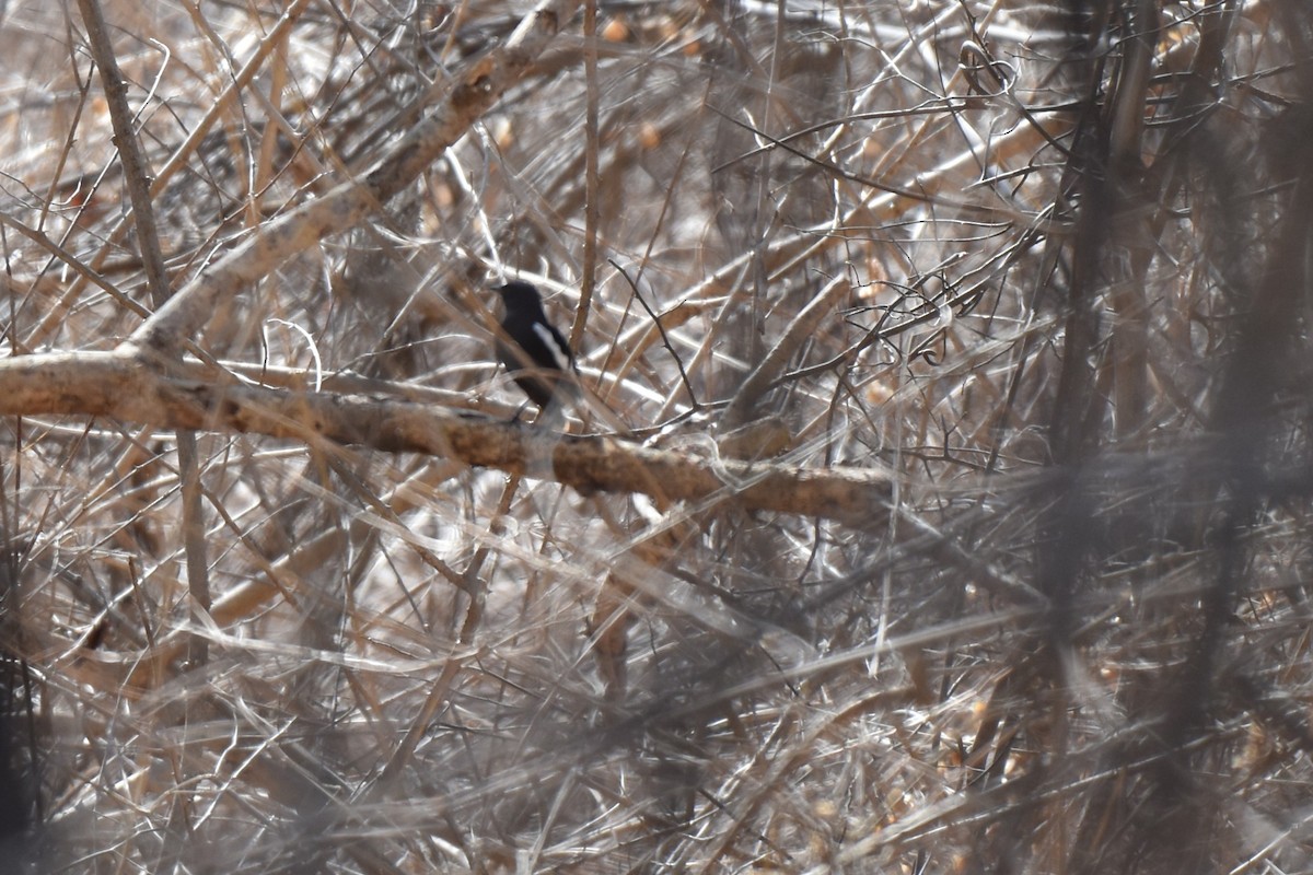 Oriental Magpie-Robin - ML645060995