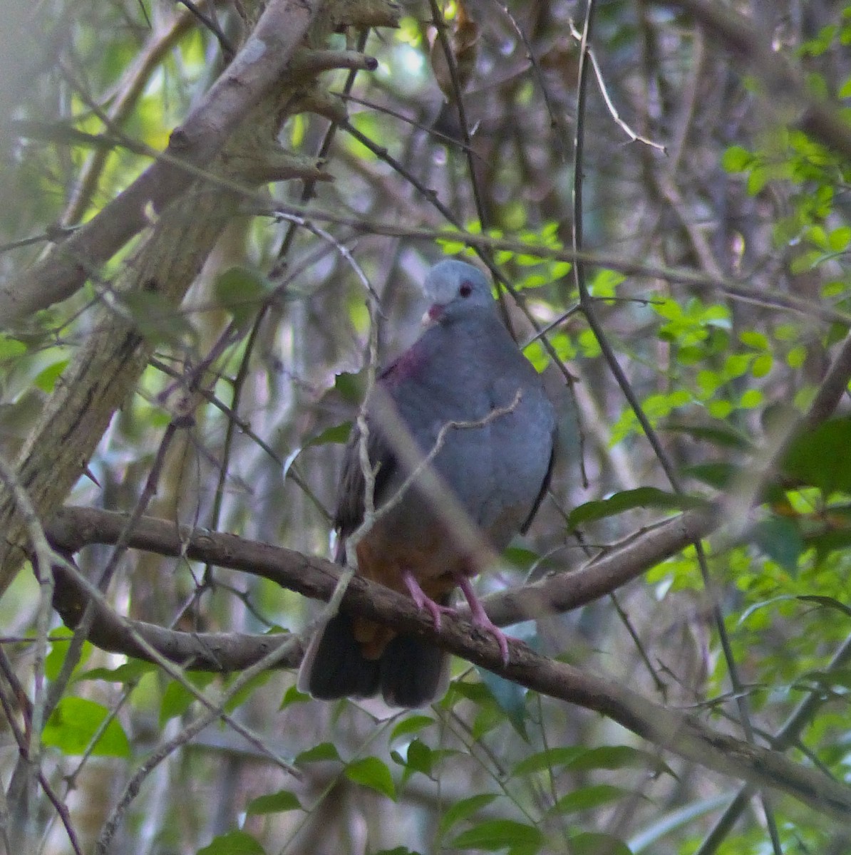Gray-fronted Quail-Dove - ML645060996