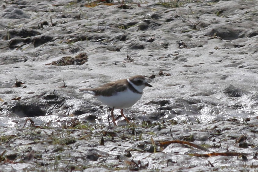 Semipalmated Plover - ML645061000