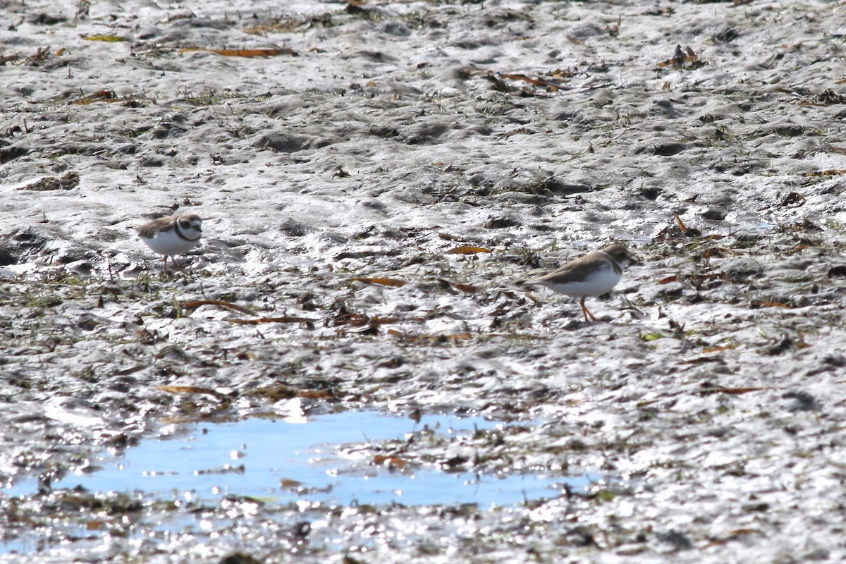 Semipalmated Plover - ML645061001