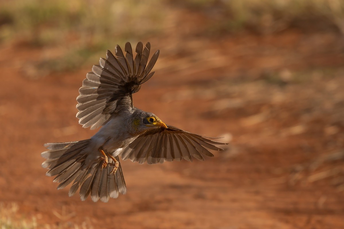 medosavka australská - ML645061003