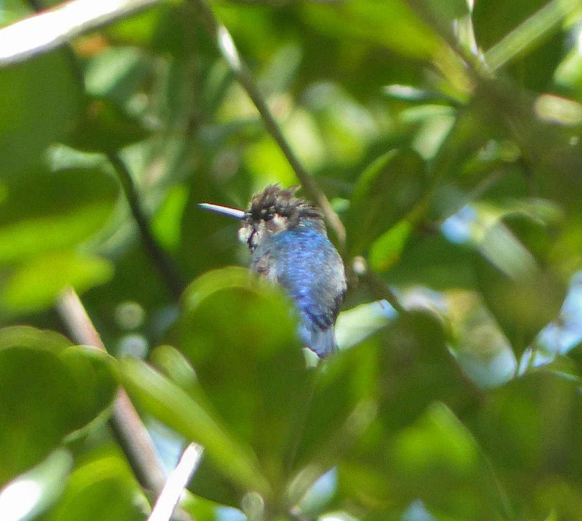 Bee Hummingbird - ML645061004
