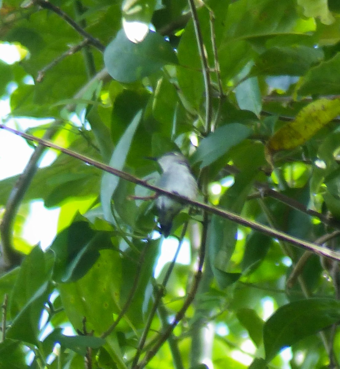 Bee Hummingbird - ML645061005