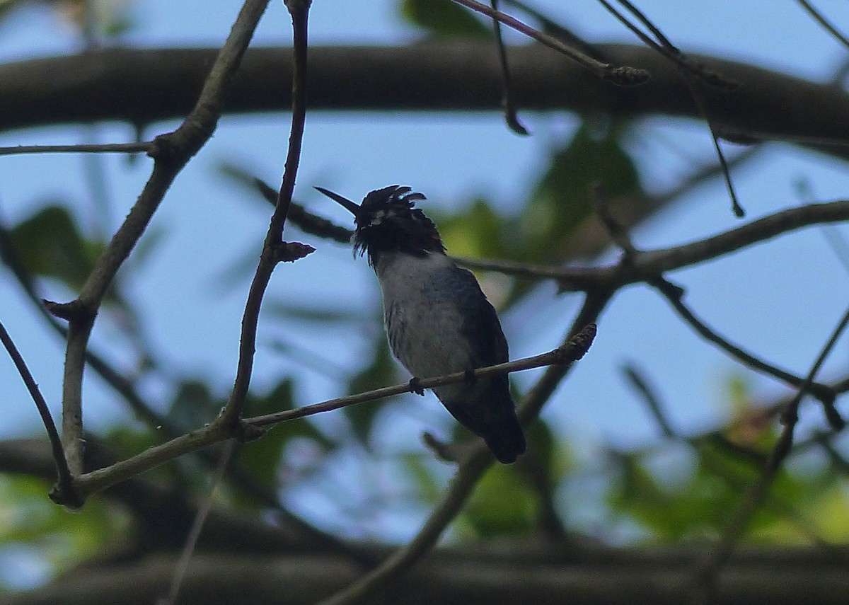 Bee Hummingbird - ML645061006