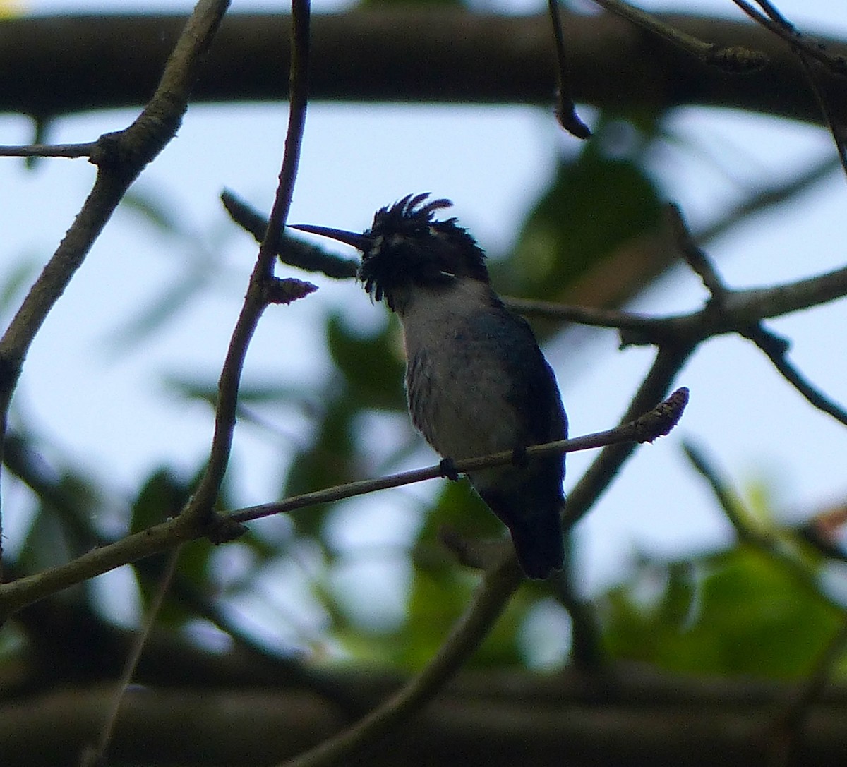 Bee Hummingbird - ML645061007