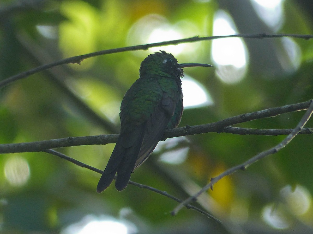Cuban Emerald - ML645061022
