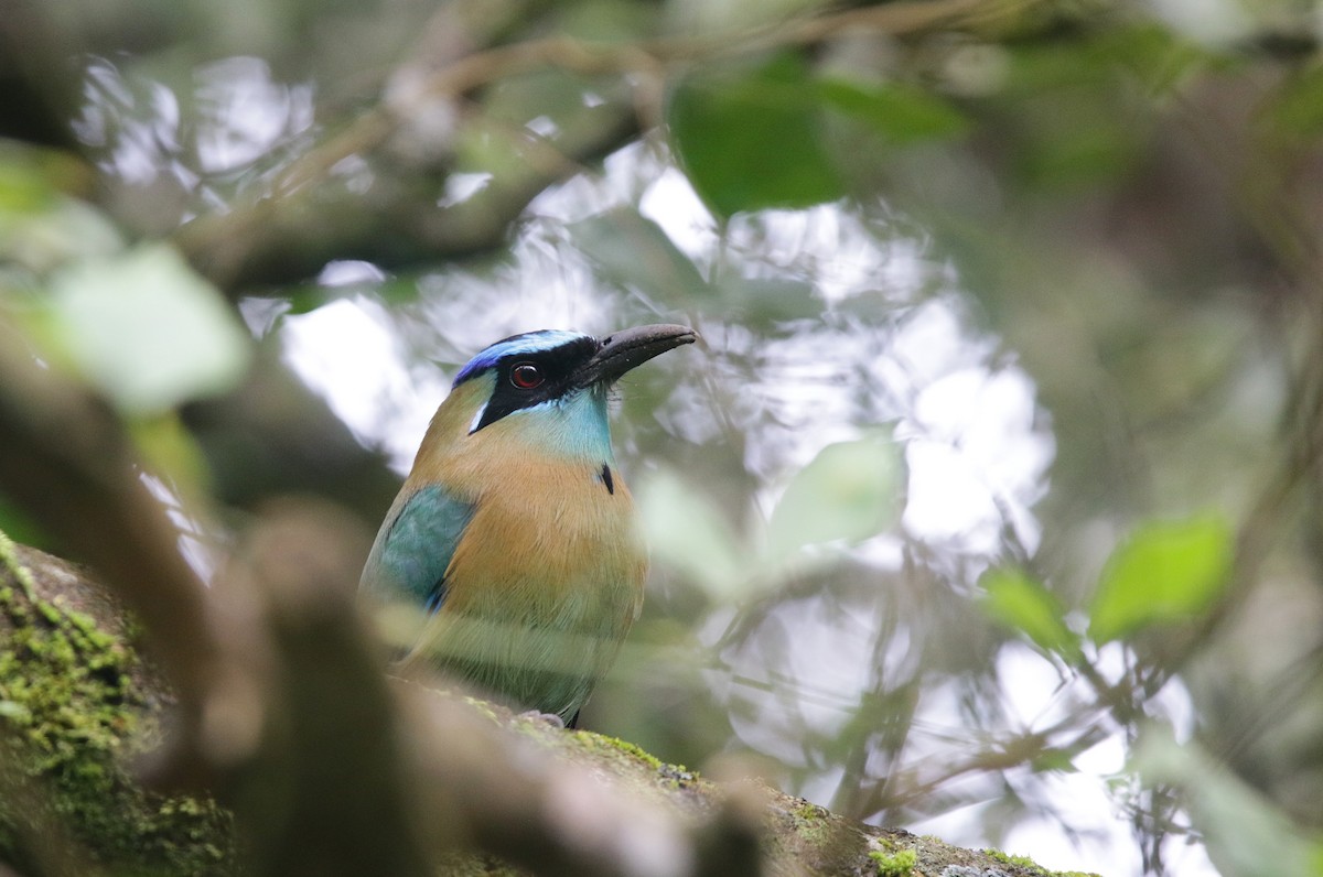 Lesson's Motmot - ML645061027