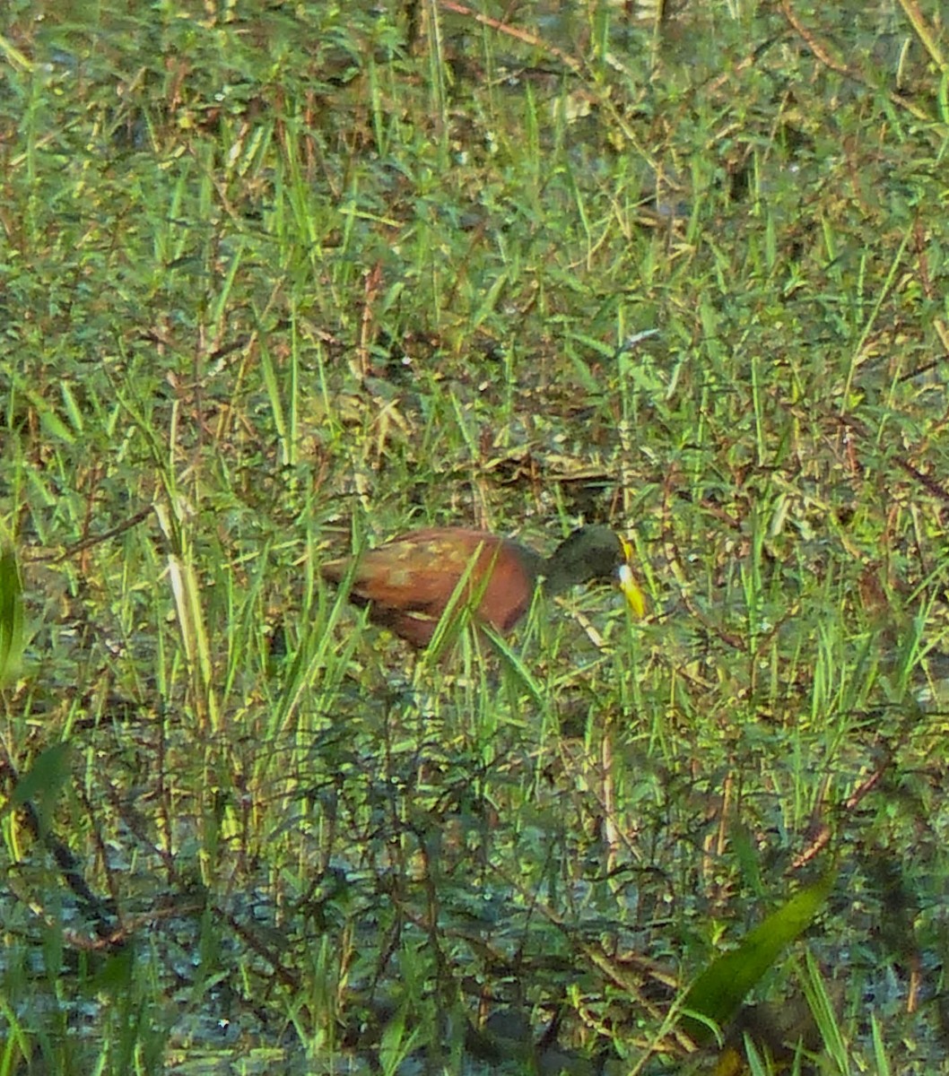 Jakana karibearra - ML645061028