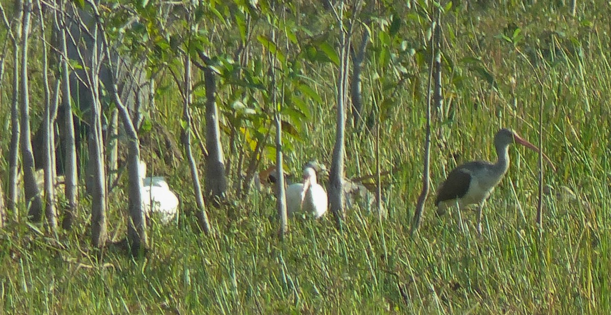 Ibis zuria - ML645061034