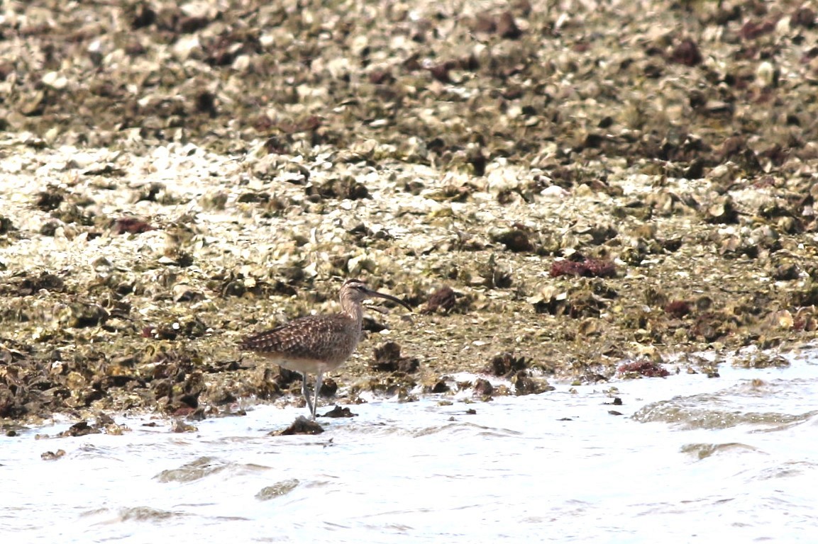 Hudsonian Whimbrel - ML645061046