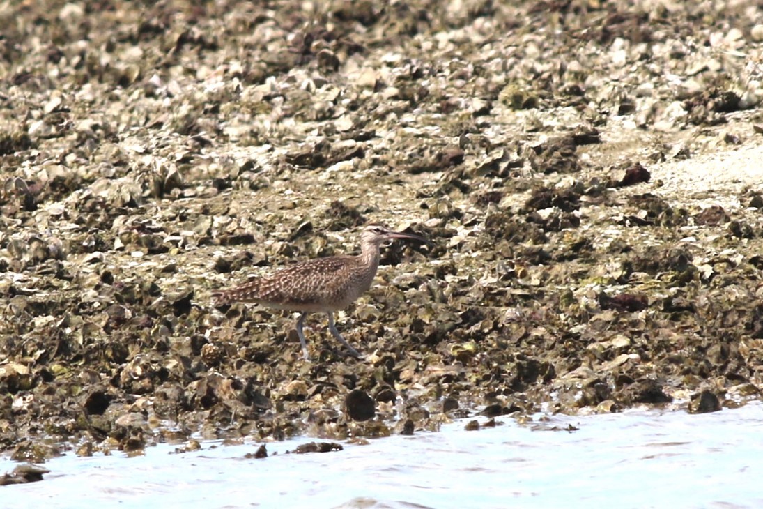 Hudsonian Whimbrel - ML645061047